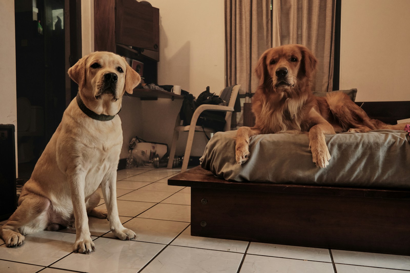 Dog Suites Over Crates: Raising the Bar for Dog Comfort and Care